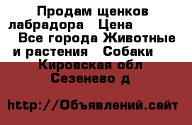 Продам щенков лабрадора › Цена ­ 20 000 - Все города Животные и растения » Собаки   . Кировская обл.,Сезенево д.